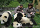Giant Pandas